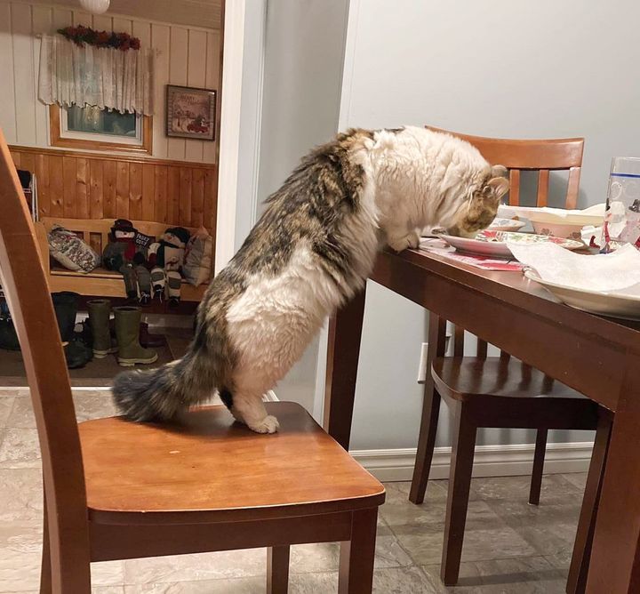 cat sneaking food